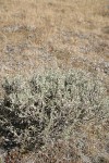 Low Sagebrush