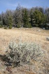 Low Sagebrush in subalpine meadow