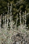 Low Sagebrush inflorescences & foliage