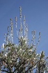 Low Sagebrush inflorescences & foliage