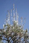 Low Sagebrush inflorescences & foliage