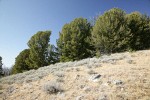 Whitebark Pines w/ Low Sagebrush in meadow fgnd