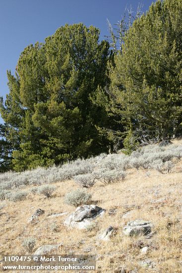 Pinus albicaulis; Artemisia arbuscula