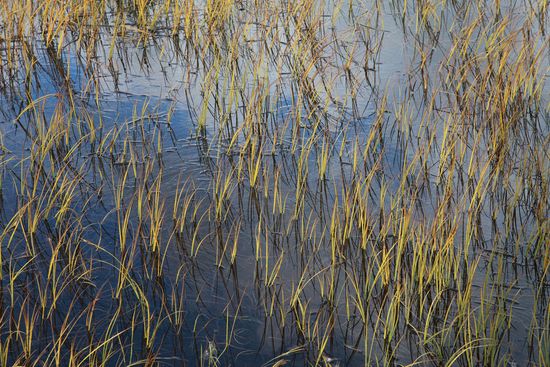 Carex sp.