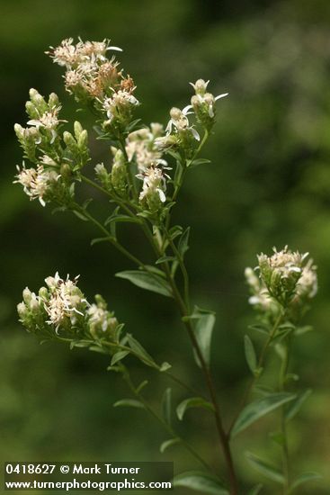 Sericocarpus oregonensis (Aster oregonensis)