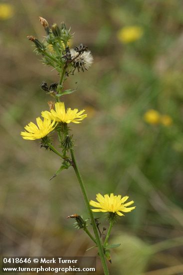 Picris hieracioides