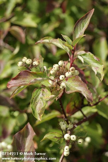 Cornus sericea ssp. occidentalis (C. stolonifera var. occidentalis)