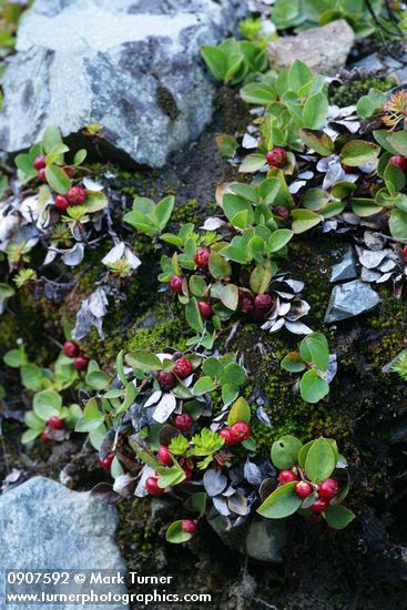 Gaultheria humifusa