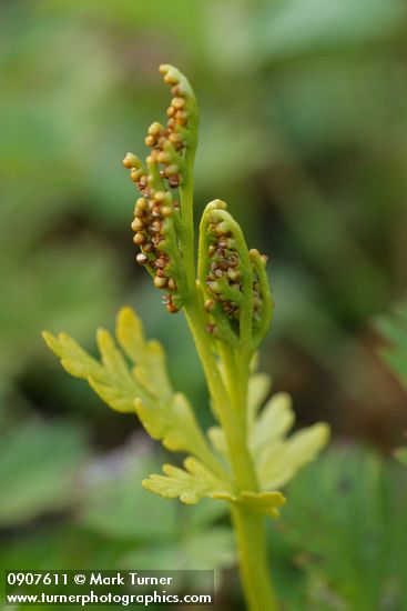 Botrychium lanceolatum