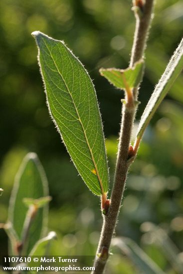 Salix brachycarpa