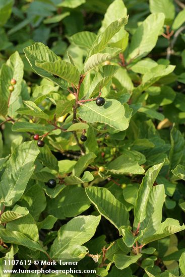 Frangula purshiana (Rhamnus purshiana)