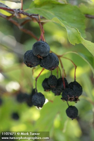 Crataegus douglasii