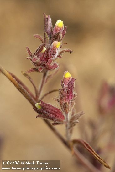 Cordylanthus capitatus