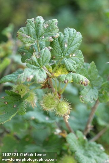 Ribes watsonianum