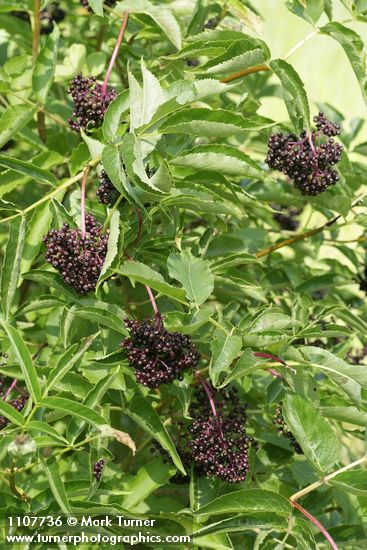 Sambucus racemosa var. melanocarpa