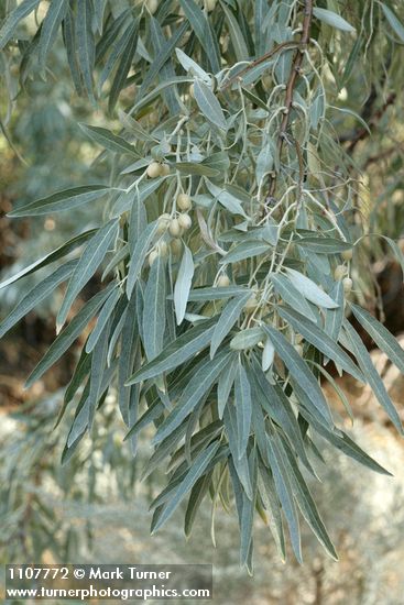 Elaeagnus angustifolia