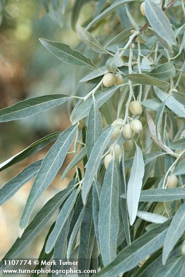 Elaeagnus angustifolia