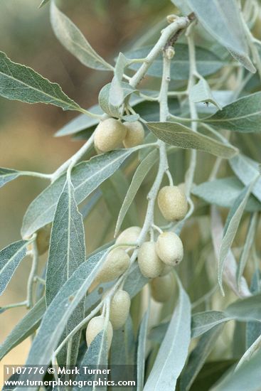 Elaeagnus angustifolia