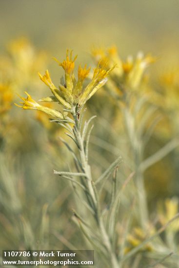 Ericameria nauseosa