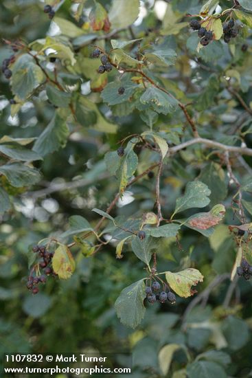 Crataegus okanaganensis