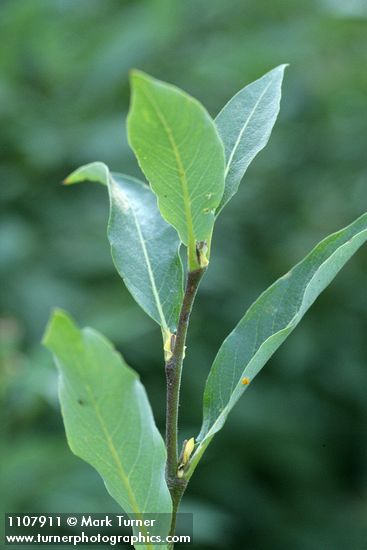 Salix drummondiana