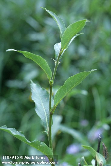 Salix drummondiana