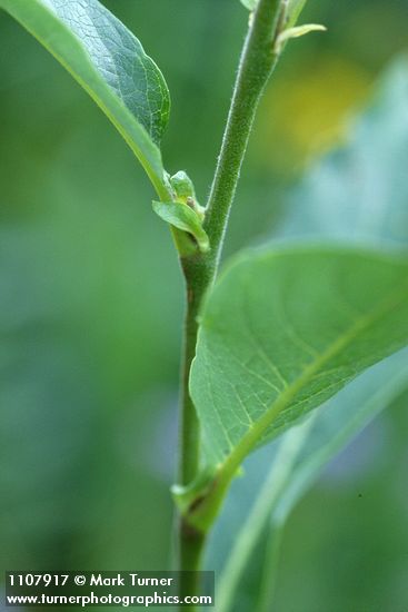 Salix drummondiana