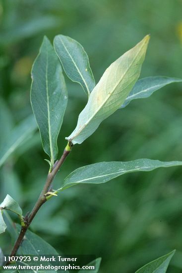 Salix drummondiana