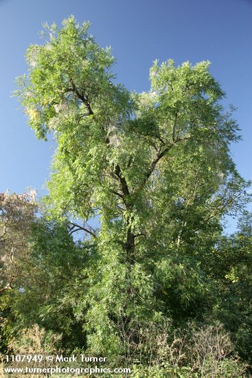 Juglans hindsii