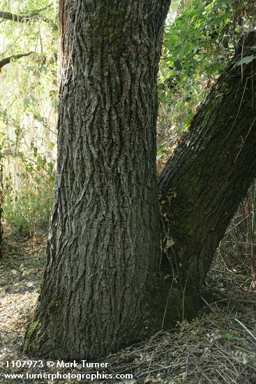 Juglans hindsii