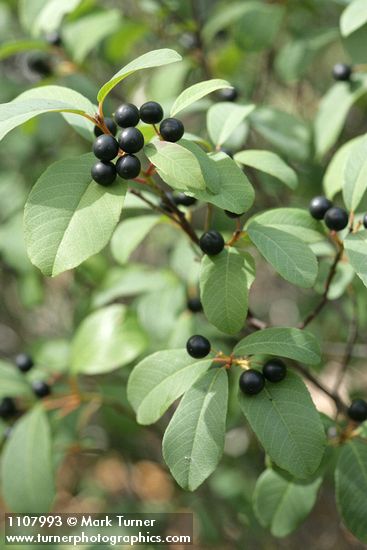 Frangula californica ssp. occidentalis