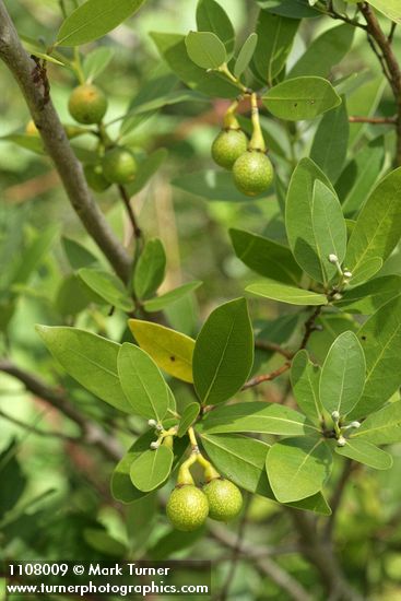 Umbellularia californica