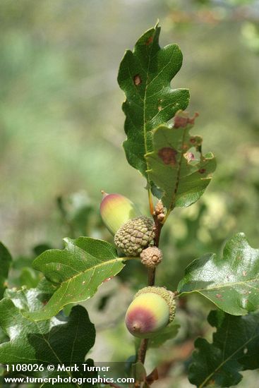 Quercus garryana var. breweri