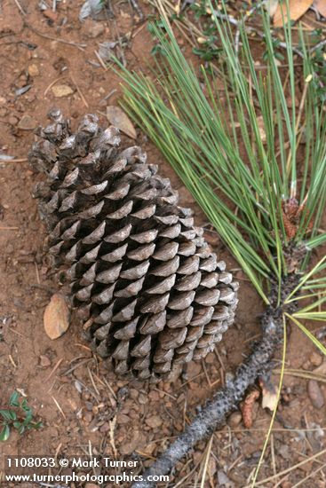 Pinus jeffreyi