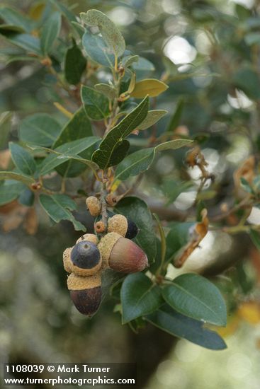 Quercus chrysolepis