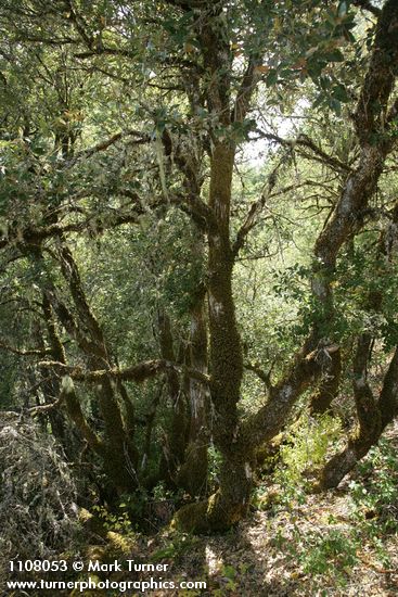 Quercus chrysolepis