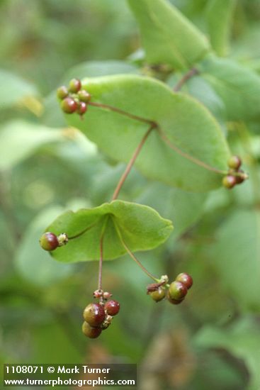 Lonicera ciliosa