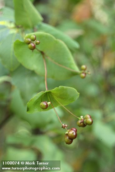 Lonicera ciliosa