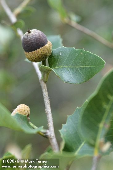 Quercus chrysolepis