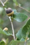 Canyon Live Oak acorn among foliage, detail