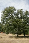 California Black Oak