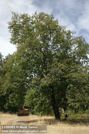 Quercus kelloggii