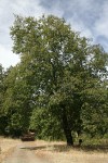 California Black Oak