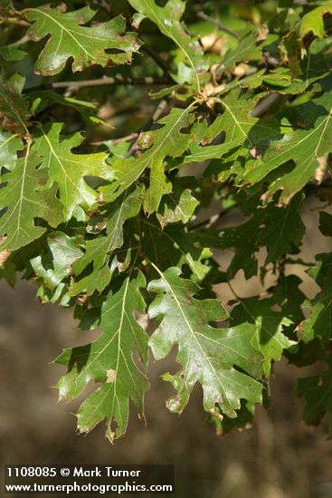 Quercus kelloggii