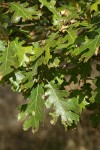 California Black Oak foliage