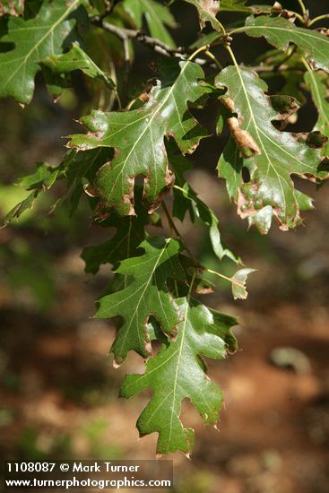 Quercus kelloggii