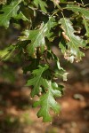 California Black Oak foliage