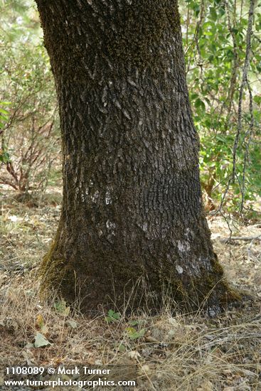 Quercus kelloggii