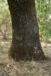 California Black Oak trunk