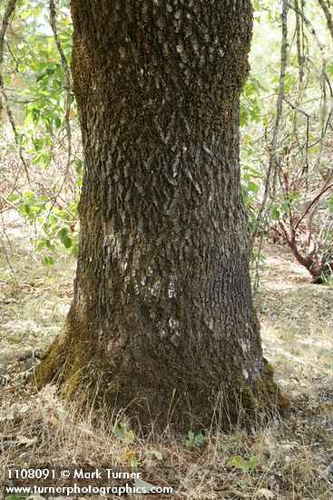 Quercus kelloggii